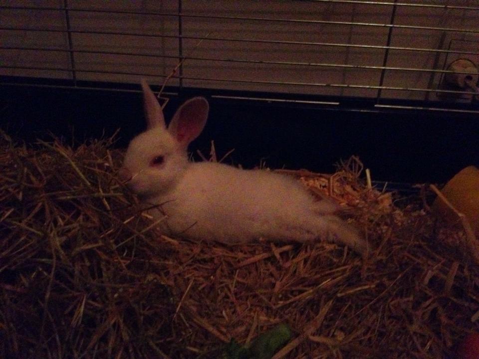 Kanin Olli - Fra den første tid hos min veninde cecilie.  billede 6