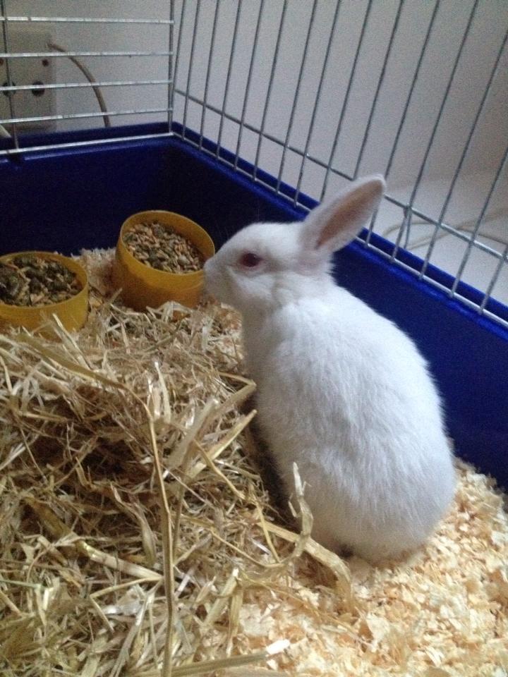Kanin Olli - Fra den første tid hos min veninde cecilie.  billede 8