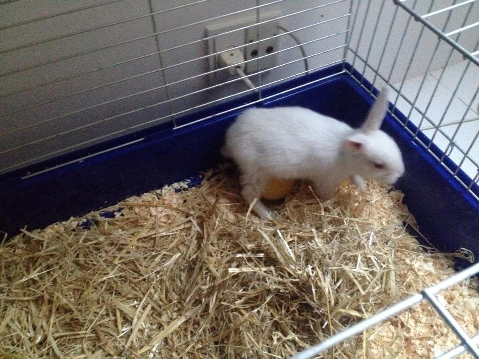 Kanin Olli - Fra den første tid hos min veninde cecilie.  billede 9