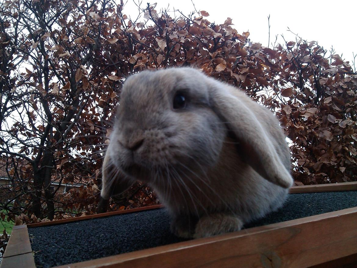 Kanin Selma Power Pil billede 16