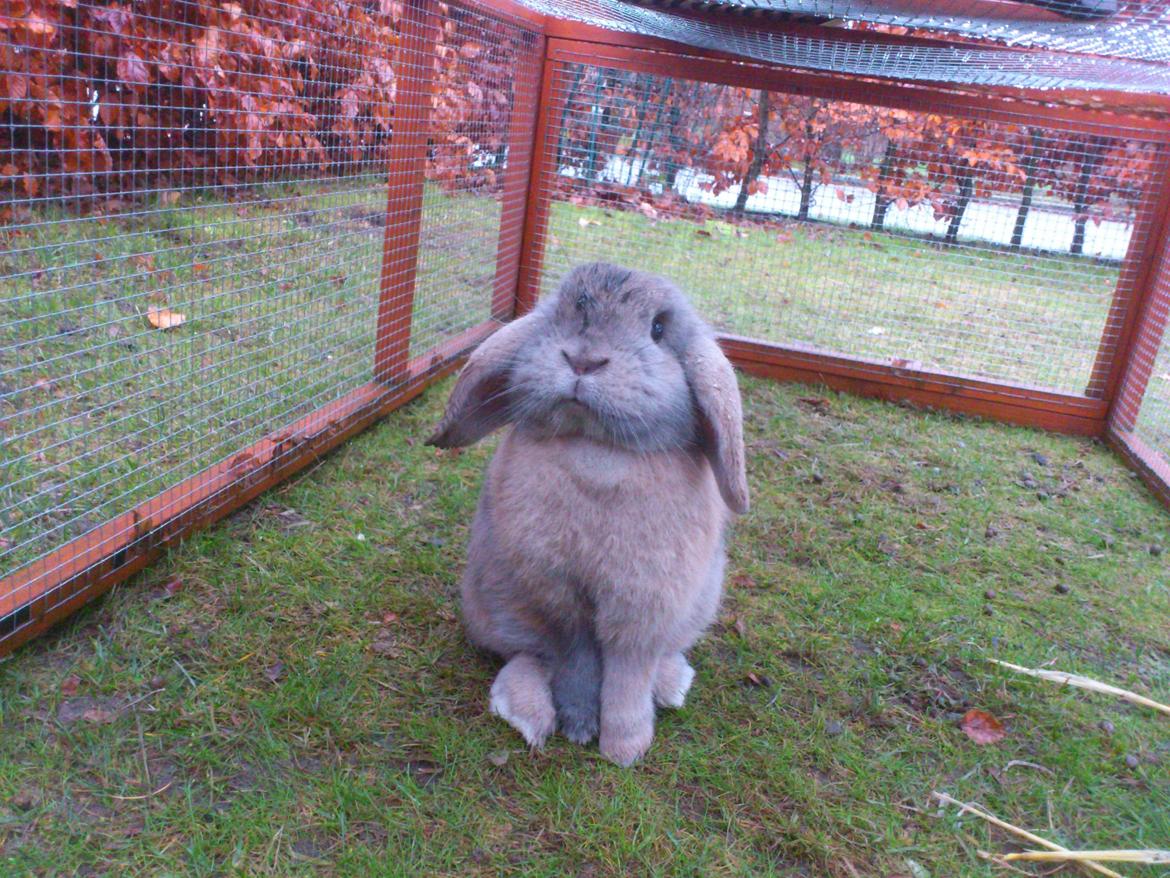 Kanin Selma Power Pil billede 17