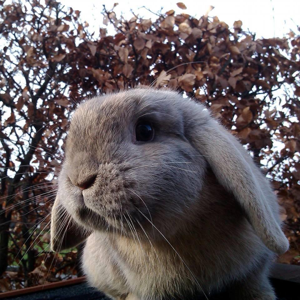 Kanin Selma Power Pil - Velkommen! billede 1