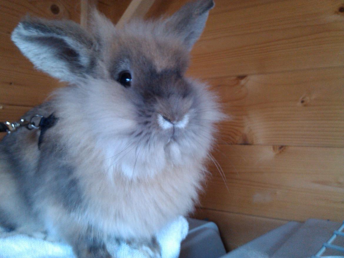 Kanin Kokos billede 25