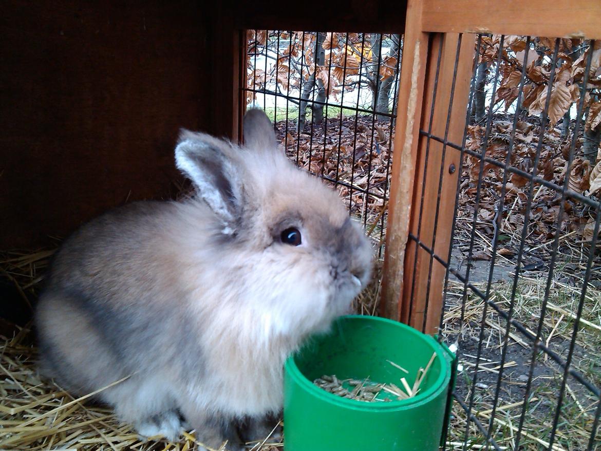 Kanin Kokos billede 26