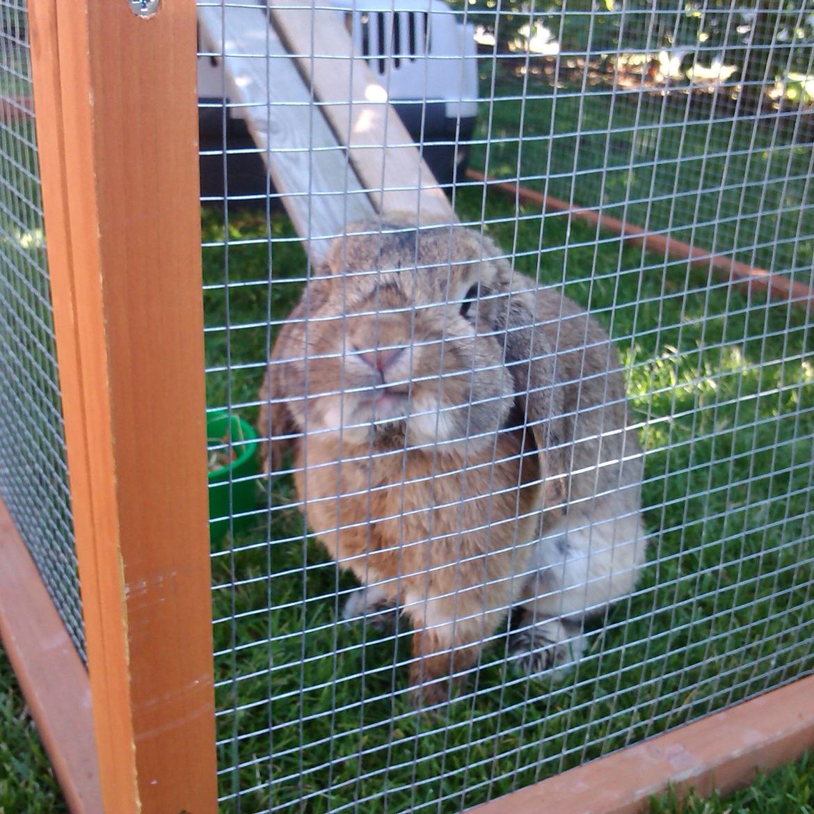 Kanin Sofus Stjerne billede 7