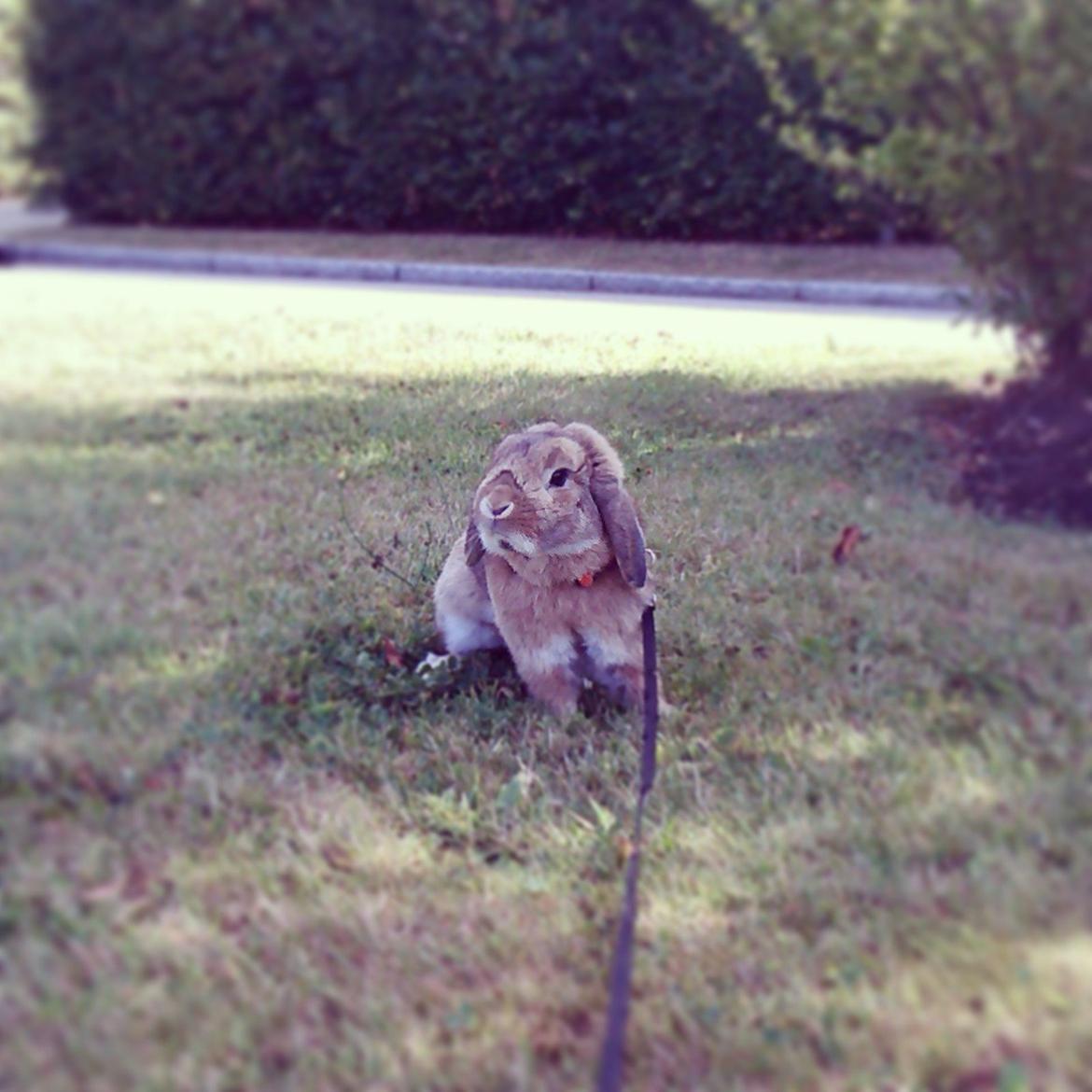 Kanin Sofus Stjerne billede 8