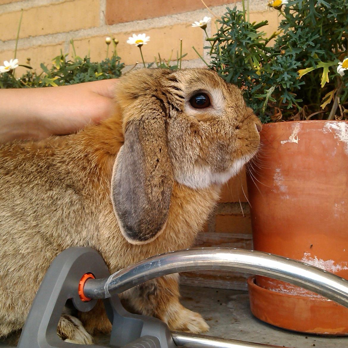 Kanin Sofus Stjerne billede 9