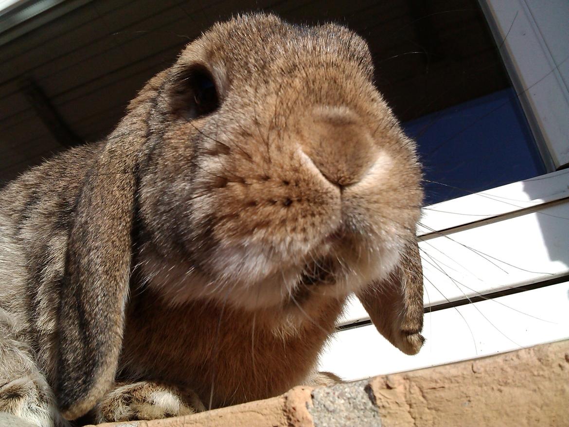 Kanin Sofus Stjerne billede 12