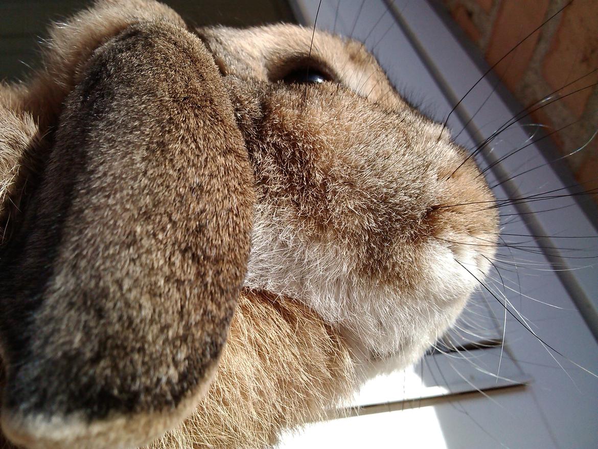 Kanin Sofus Stjerne billede 2