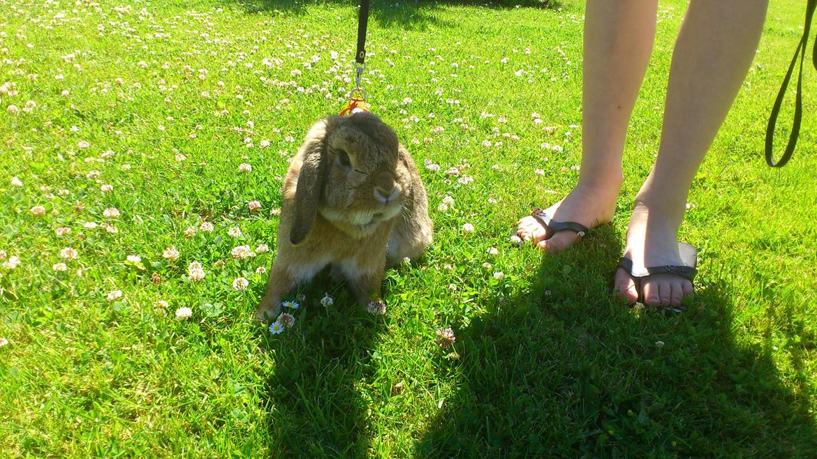 Kanin Sofus Stjerne billede 4