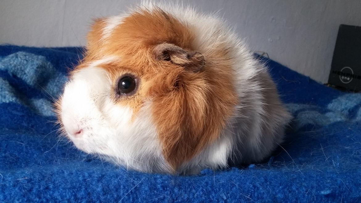 Marsvin Tom billede 15