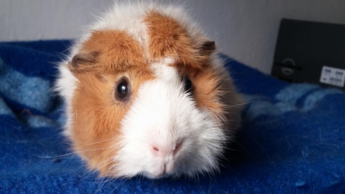 Marsvin Tom billede 16