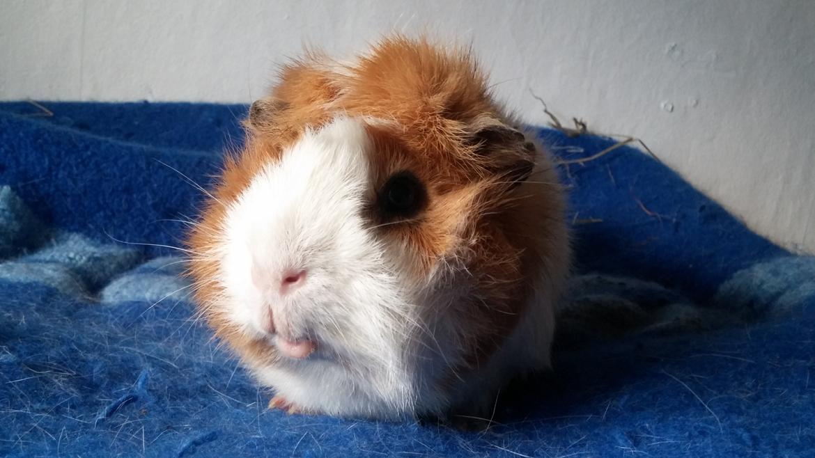 Marsvin Tom billede 17