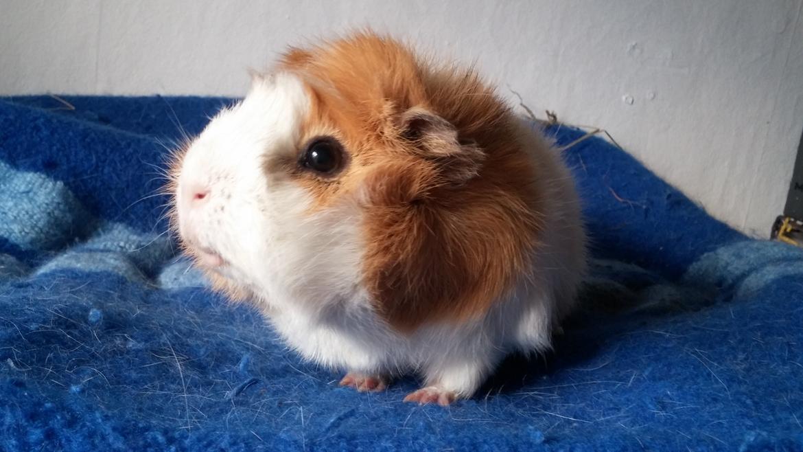 Marsvin Tom billede 18