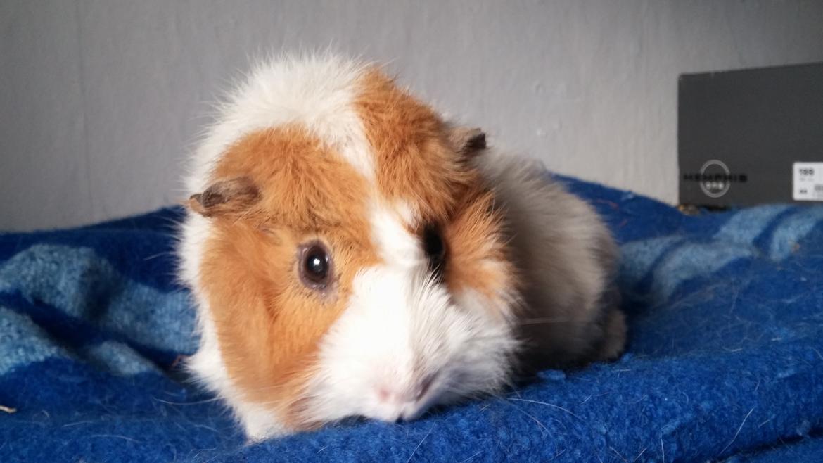 Marsvin Tom billede 19