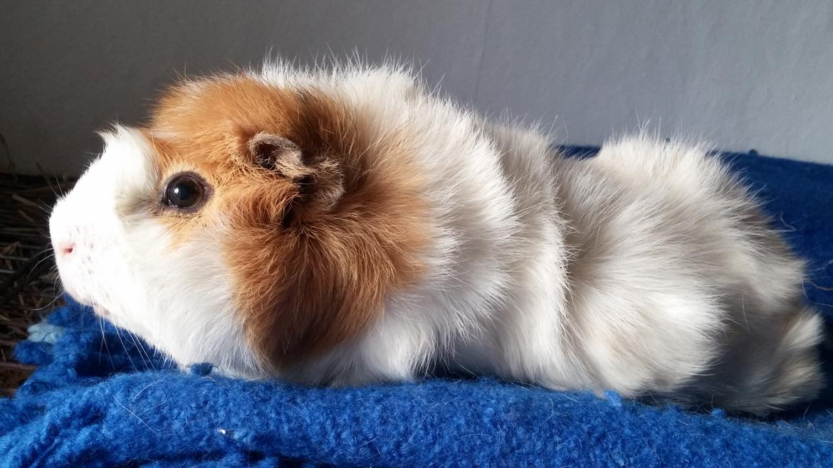 Marsvin Tom billede 20