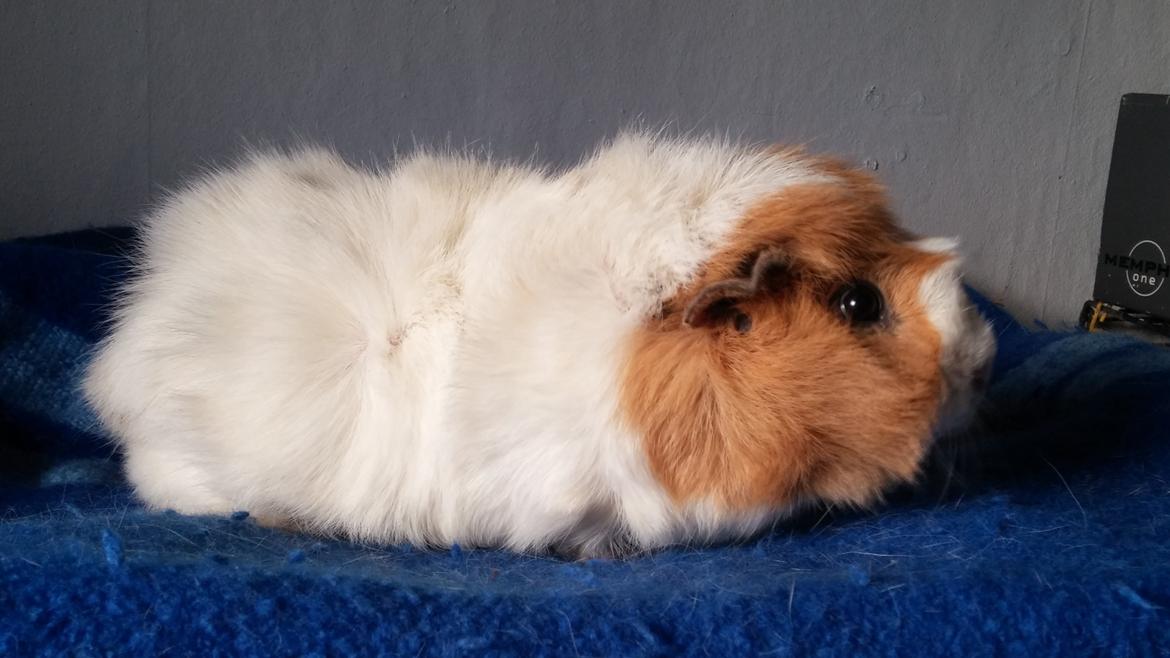 Marsvin Tom billede 21