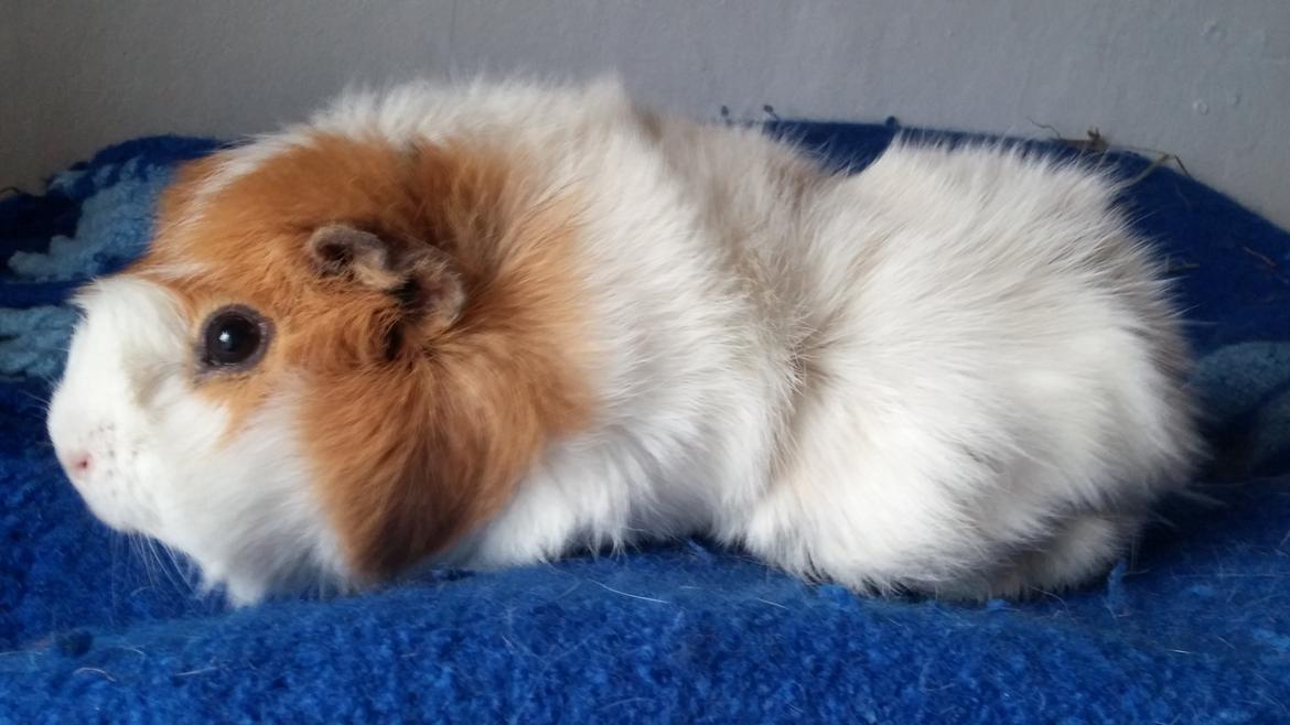 Marsvin Tom billede 22