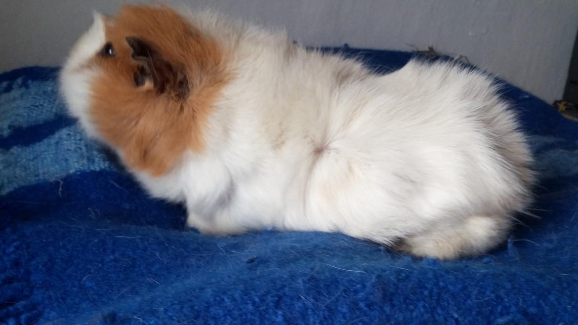 Marsvin Tom billede 23