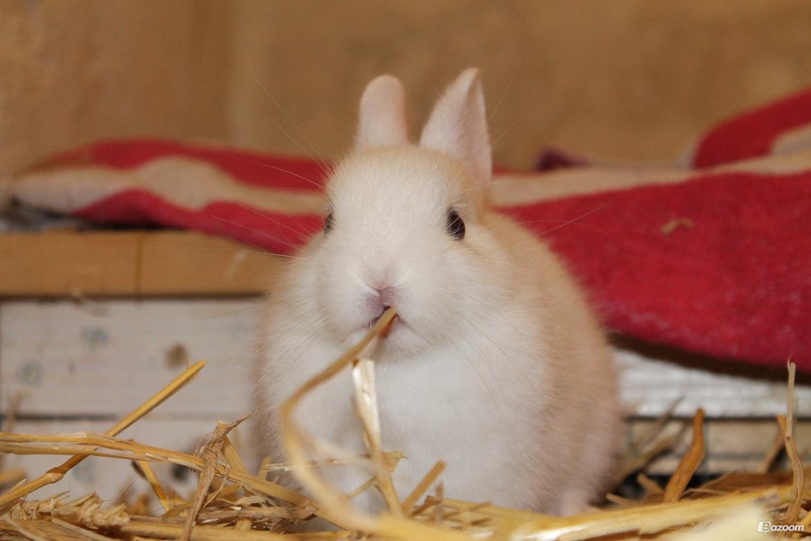 Kanin Nørrevangs Isabella |Hermelin| *R.I.P.* billede 1