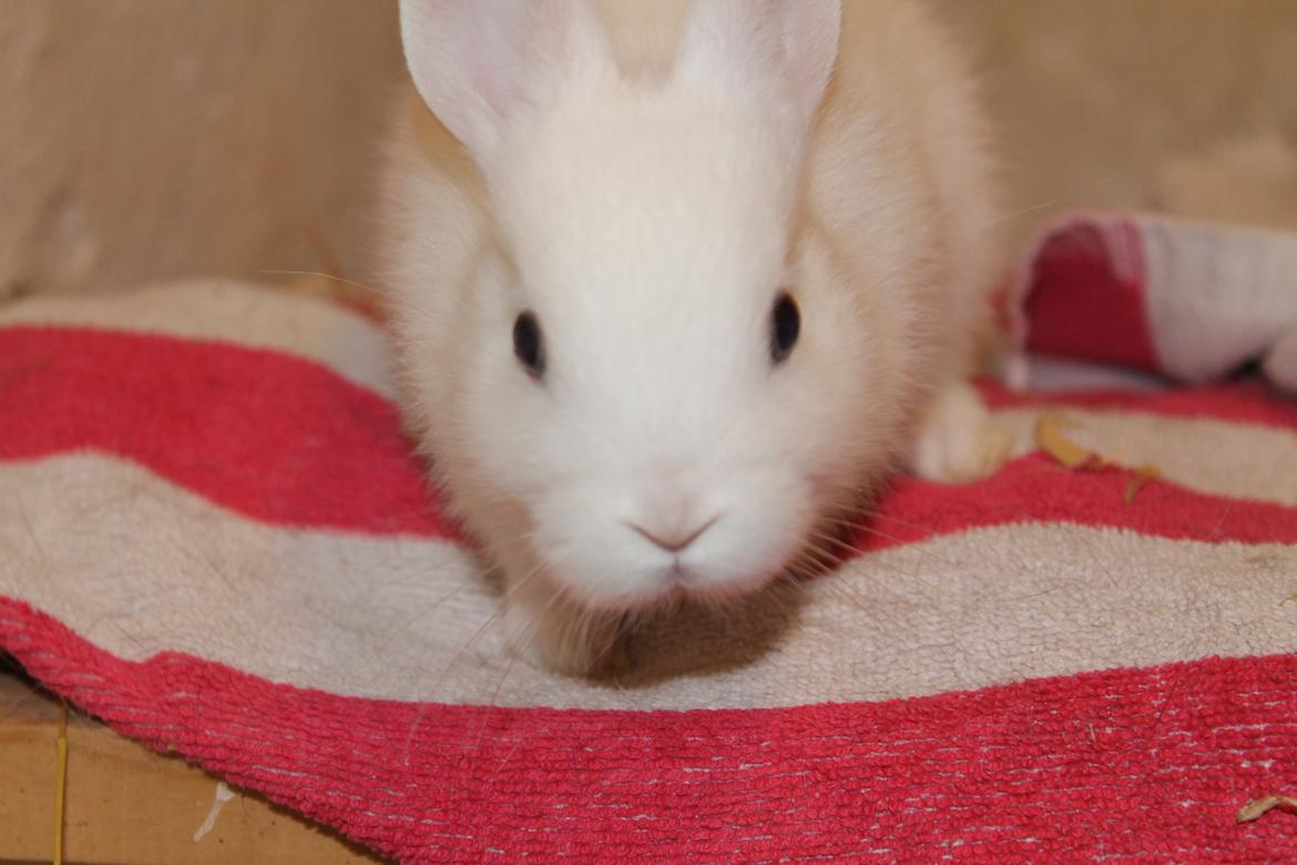 Kanin Nørrevangs Isabella |Hermelin| *R.I.P.* billede 2