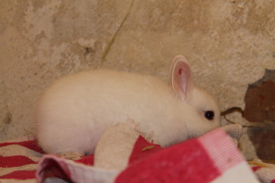 Kanin Nørrevangs Isabella |Hermelin| *R.I.P.* billede 3