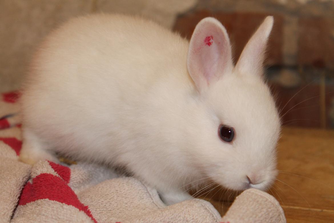 Kanin Nørrevangs Isabella |Hermelin| *R.I.P.* billede 4