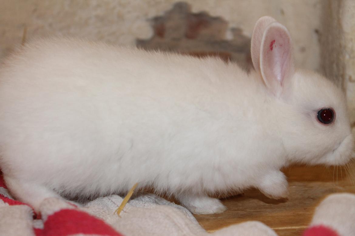 Kanin Nørrevangs Isabella |Hermelin| *R.I.P.* billede 5