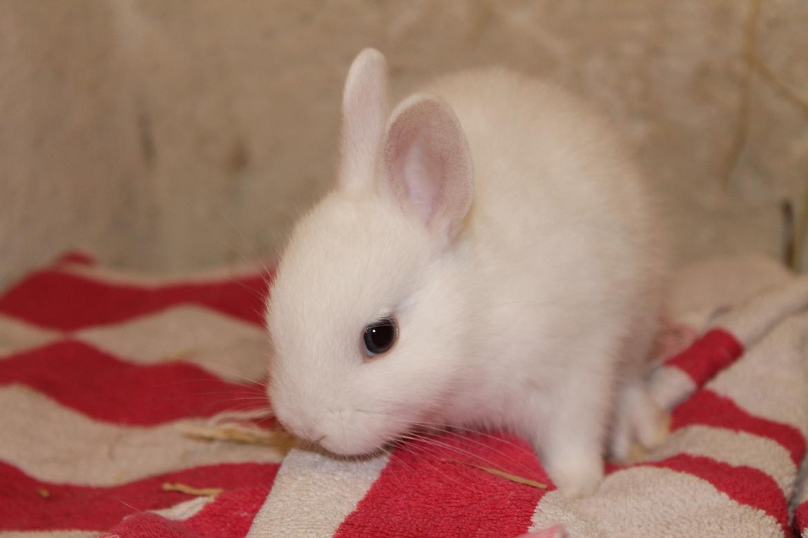 Kanin Nørrevangs Isabella |Hermelin| *R.I.P.* billede 6