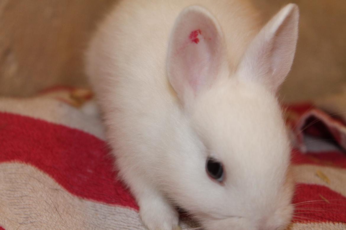 Kanin Nørrevangs Isabella |Hermelin| *R.I.P.* billede 7