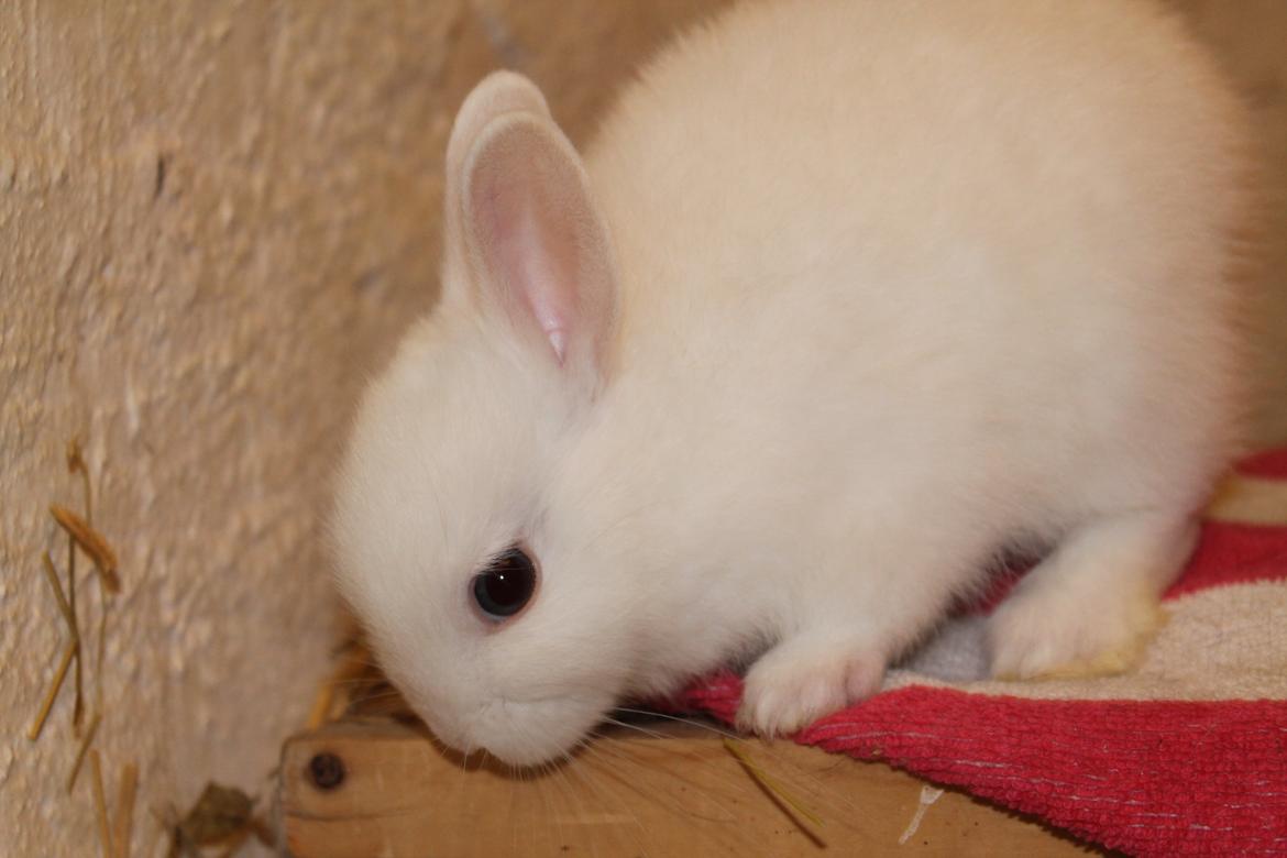 Kanin Nørrevangs Isabella |Hermelin| *R.I.P.* billede 8