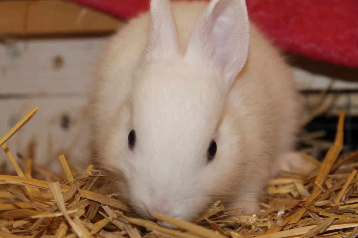 Kanin Nørrevangs Isabella |Hermelin| *R.I.P.* billede 9