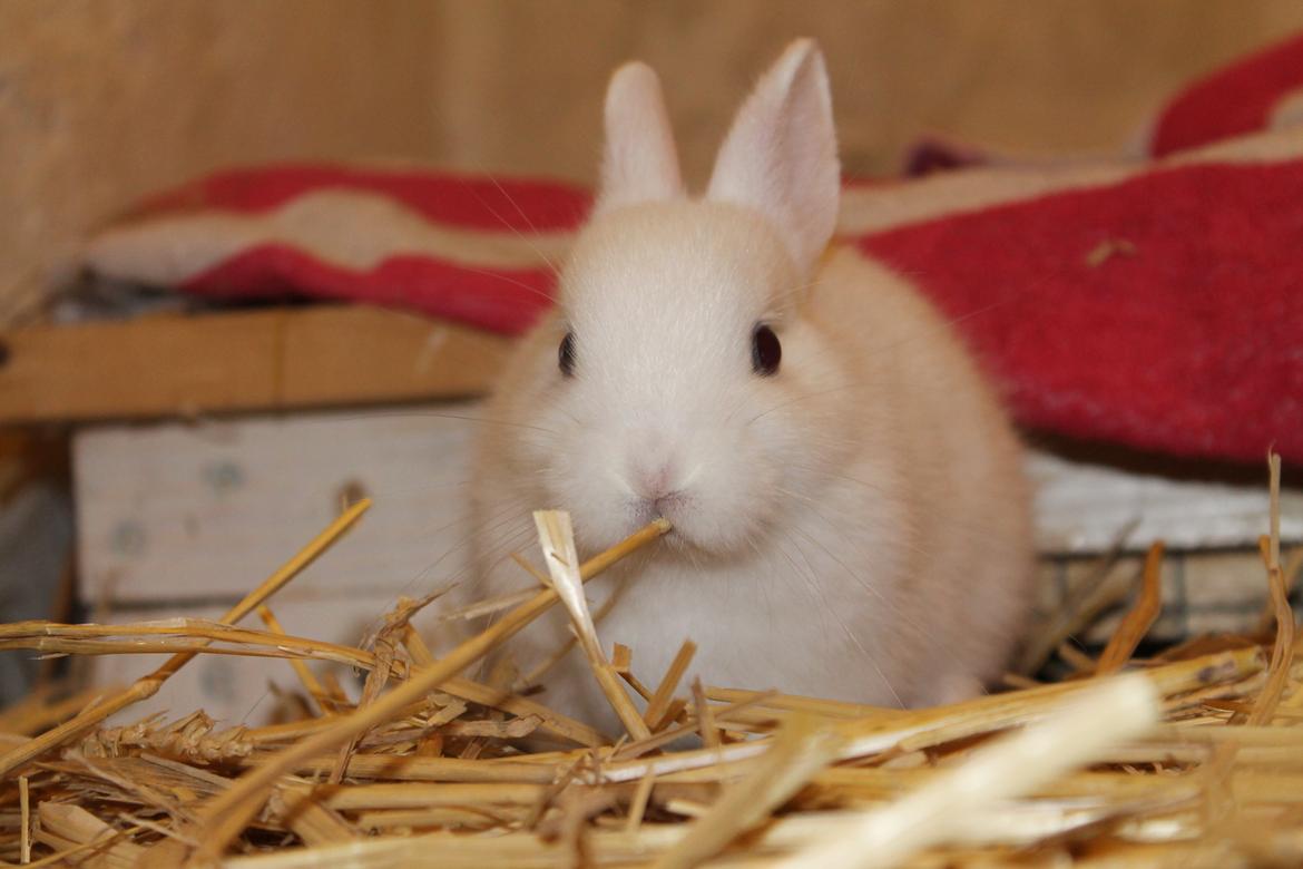 Kanin Nørrevangs Isabella |Hermelin| *R.I.P.* billede 10