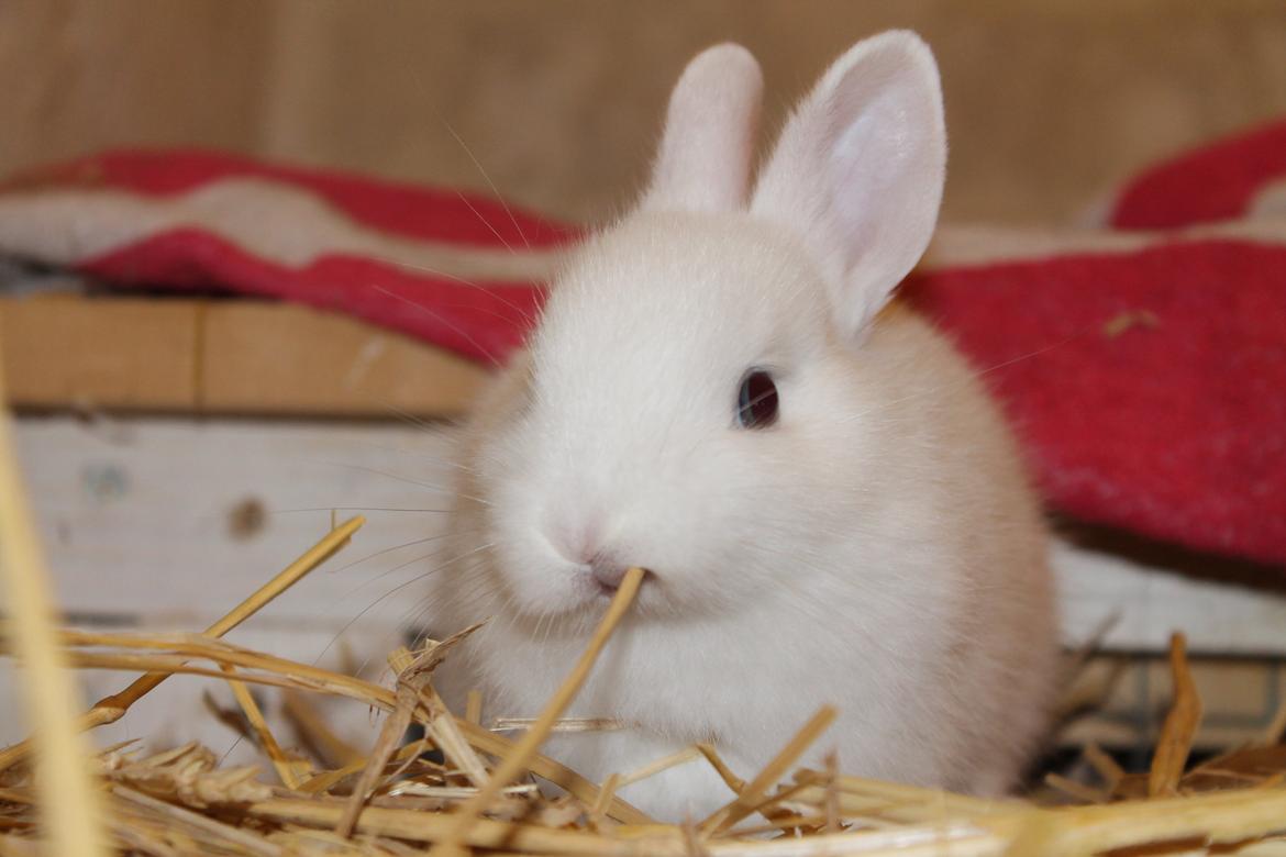 Kanin Nørrevangs Isabella |Hermelin| *R.I.P.* billede 11