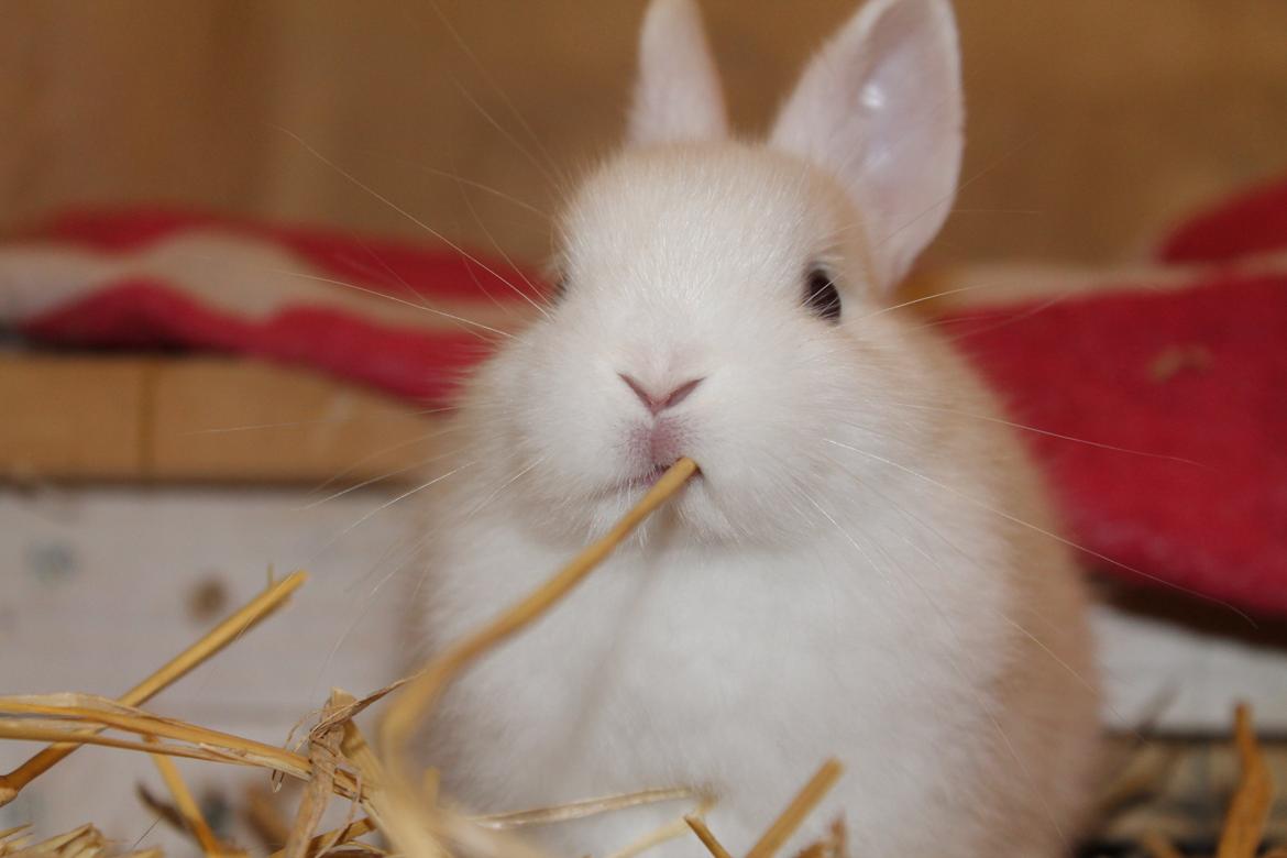 Kanin Nørrevangs Isabella |Hermelin| *R.I.P.* billede 12