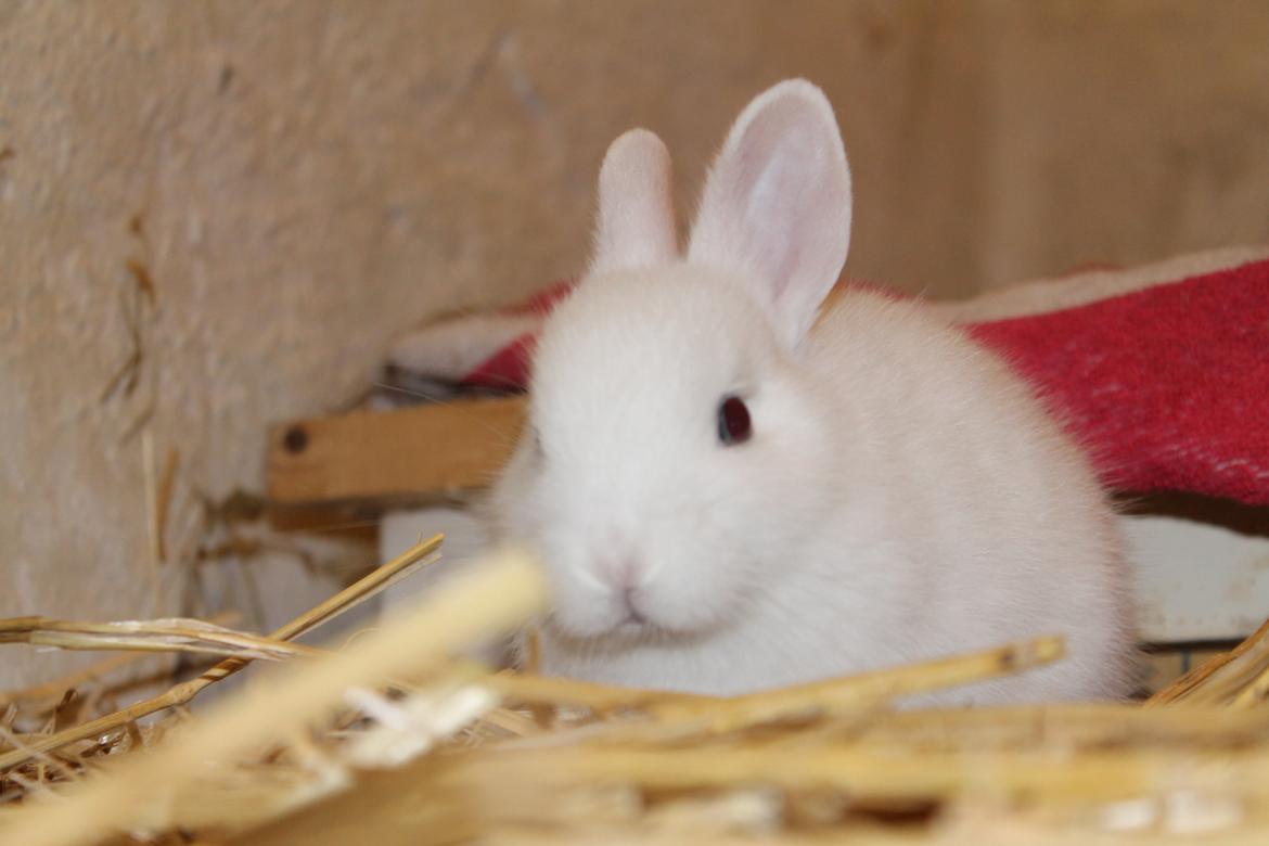 Kanin Nørrevangs Isabella |Hermelin| *R.I.P.* billede 13