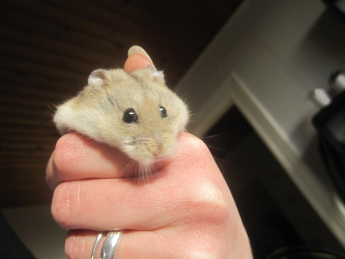 Dværghamster Tadeo (Hvil i fred <3) billede 3