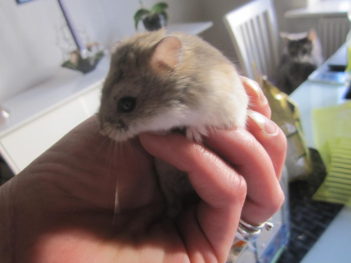 Dværghamster Tadeo (Hvil i fred <3) billede 4