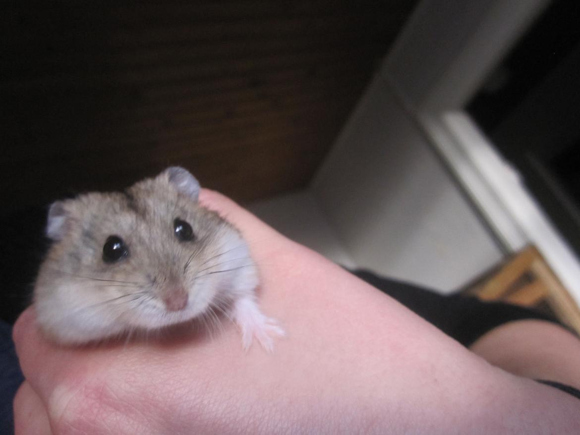 Dværghamster Tadeo (Hvil i fred <3) billede 5