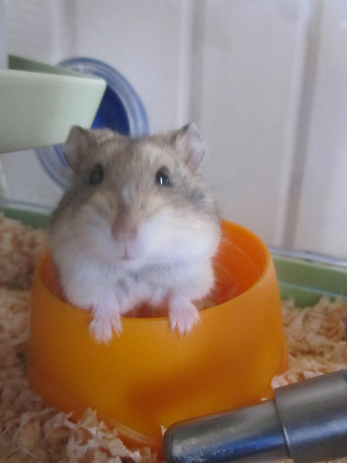 Dværghamster Tadeo (Hvil i fred <3) billede 2