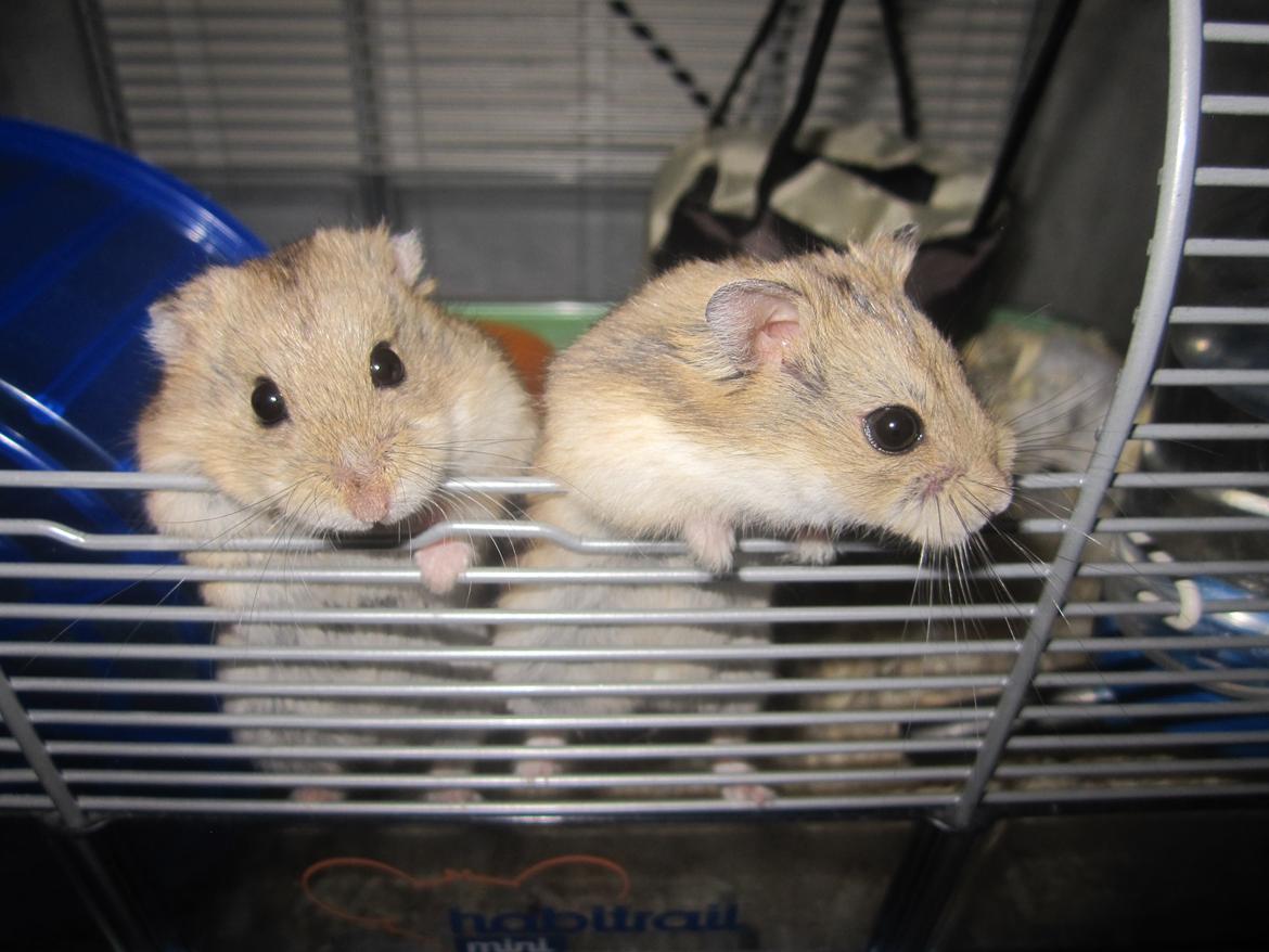 Dværghamster Tadeo (Hvil i fred <3) billede 6