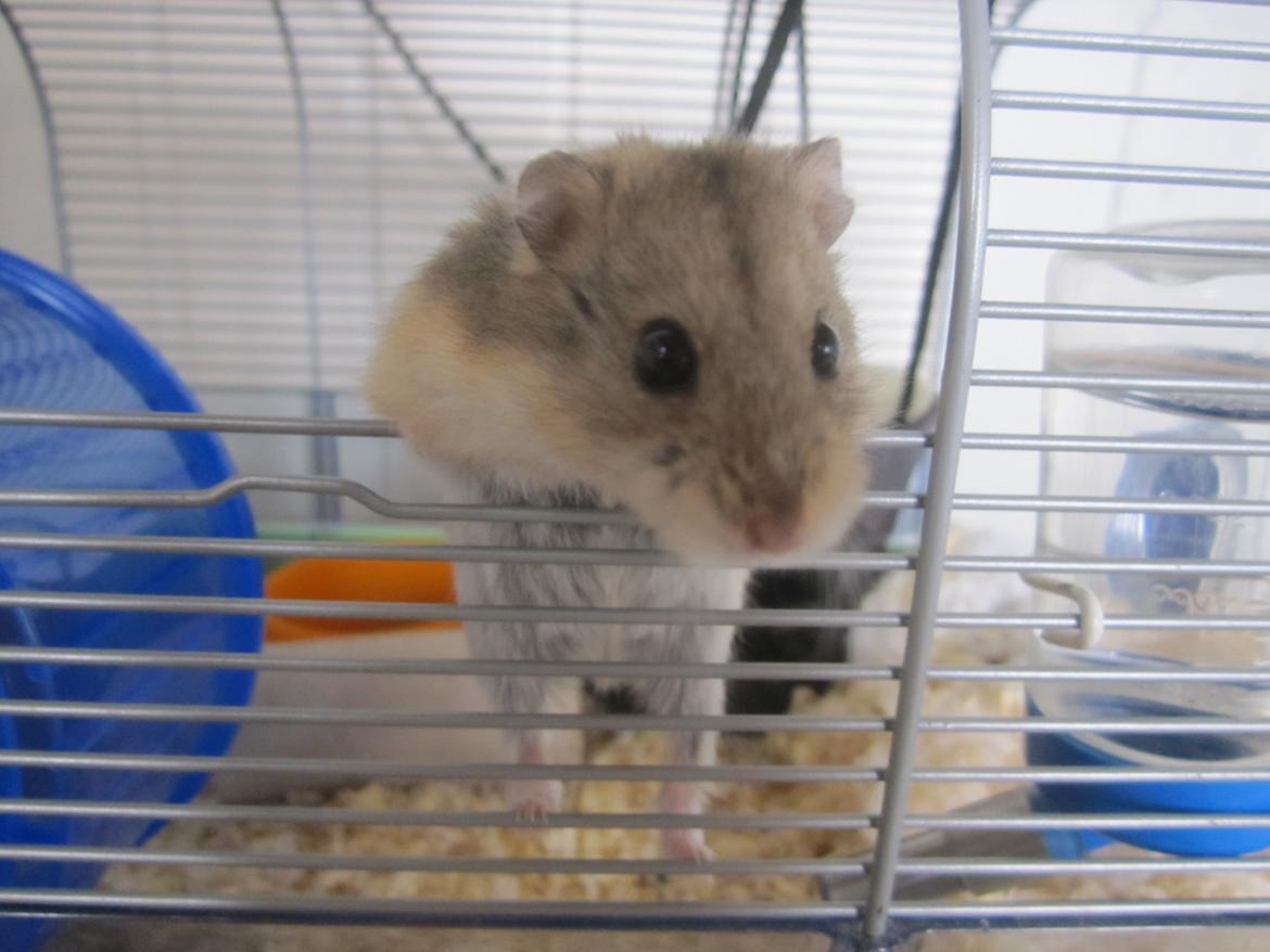 Dværghamster Tadeo (Hvil i fred <3) billede 7