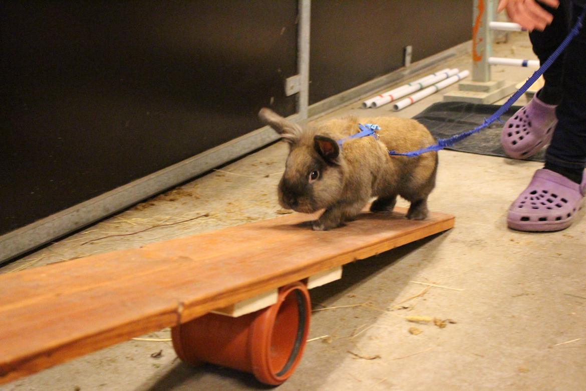 Kanin Sniffer billede 2