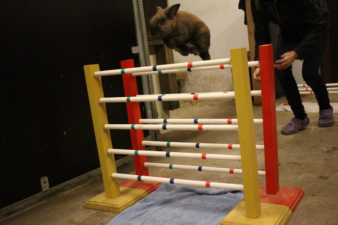 Kanin Sniffer billede 3