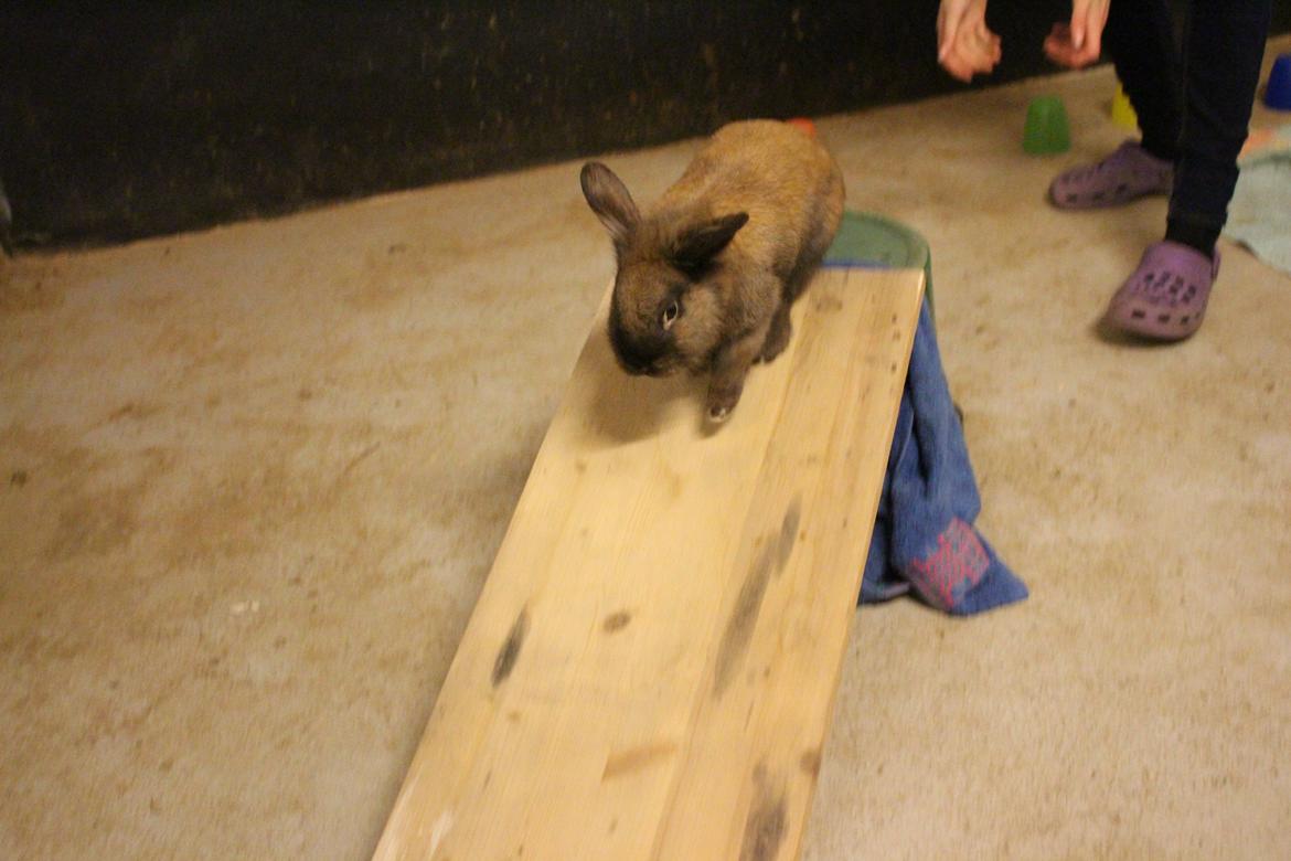 Kanin Sniffer billede 10