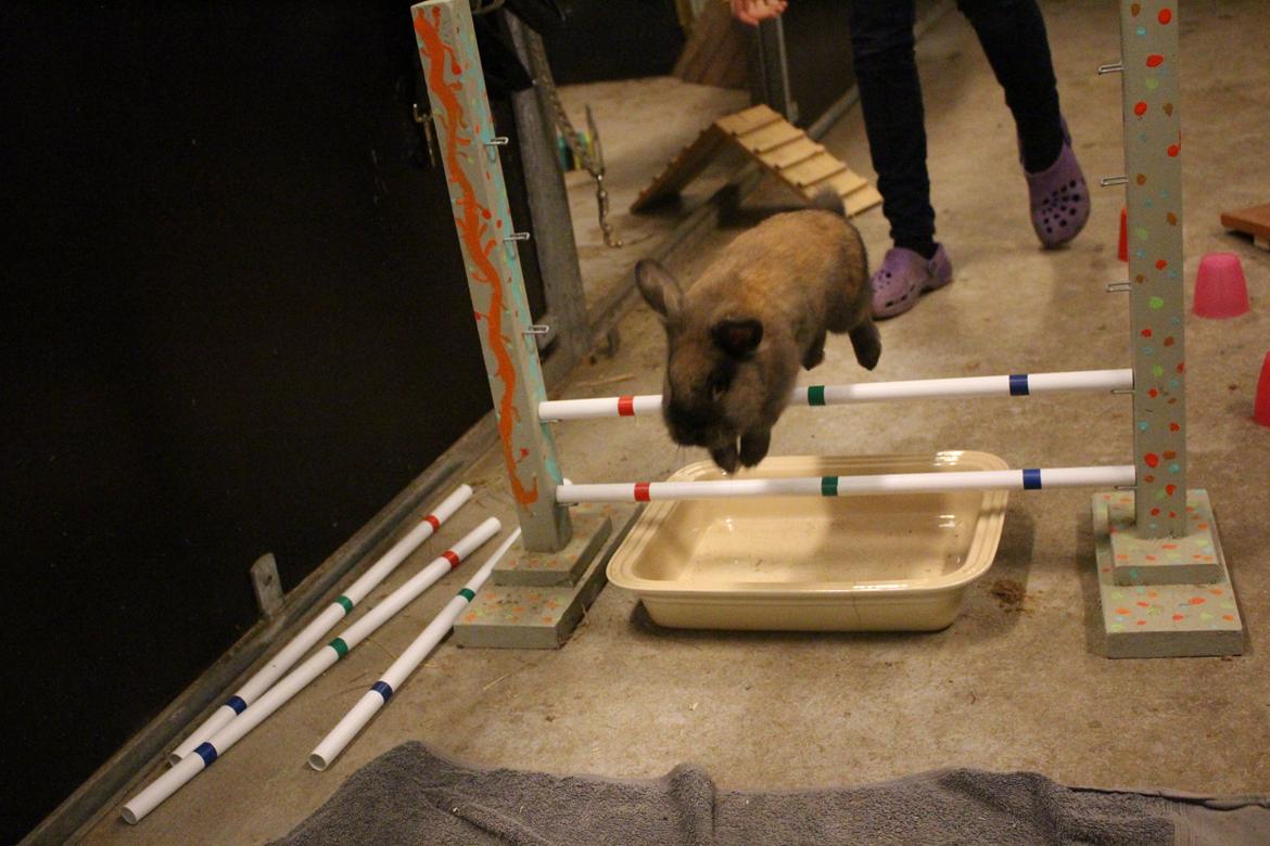 Kanin Sniffer billede 4