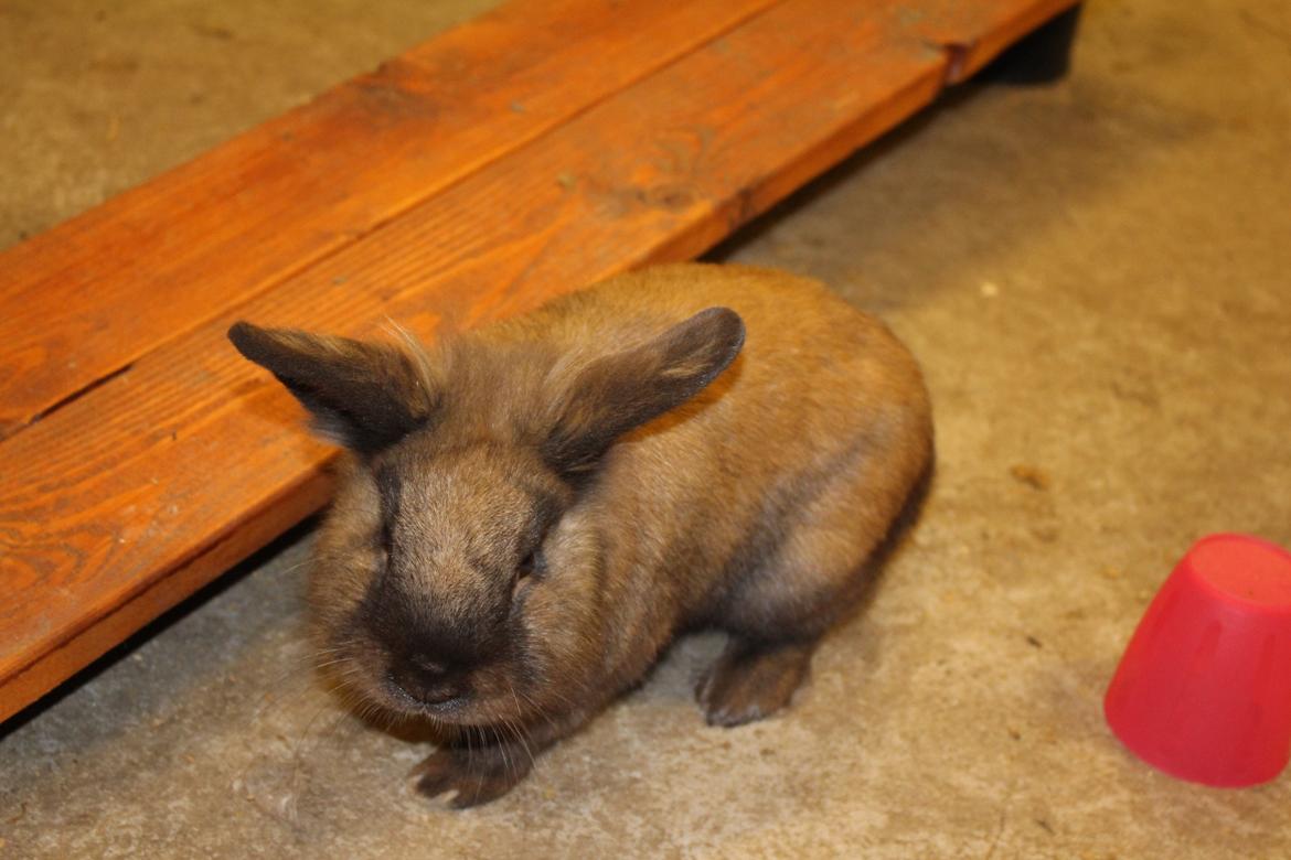 Kanin Sniffer billede 8