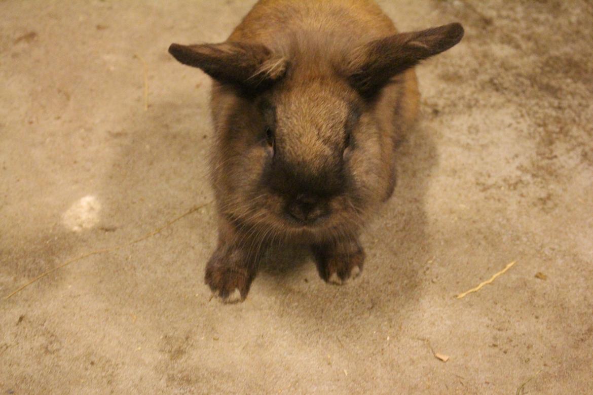 Kanin Sniffer billede 5