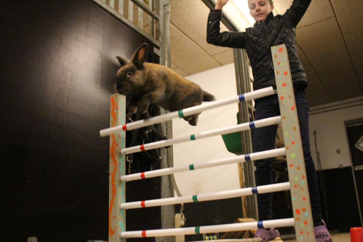 Kanin Sniffer billede 6