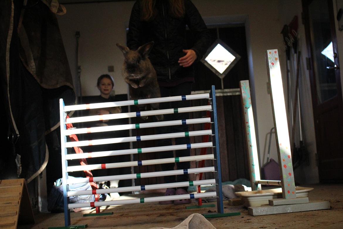 Kanin Sniffer billede 7